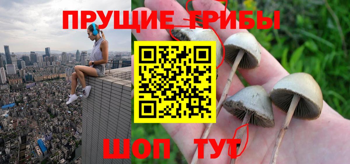 Псилоцибиновые грибы Psilocybe Удомля